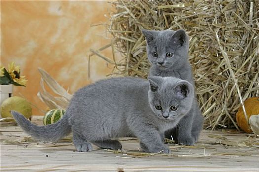 英国短毛猫,猫,小猫,蓝色