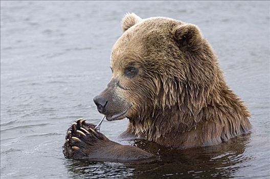 棕熊,脱,肉,鱼,骨头,堪察加半岛,俄罗斯
