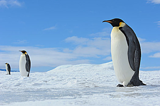 帝企鹅,站立,冰雪景观,雪丘岛,南极半岛,南极