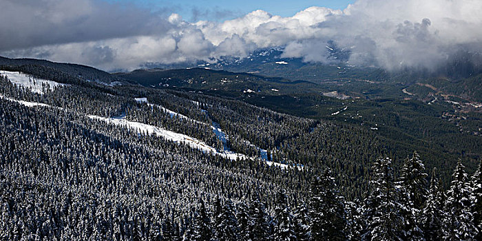 积雪,树,山,背景,惠斯勒,不列颠哥伦比亚省,加拿大