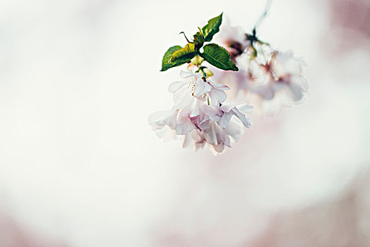精美,粉色,花,春天