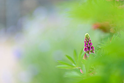 粉色,花