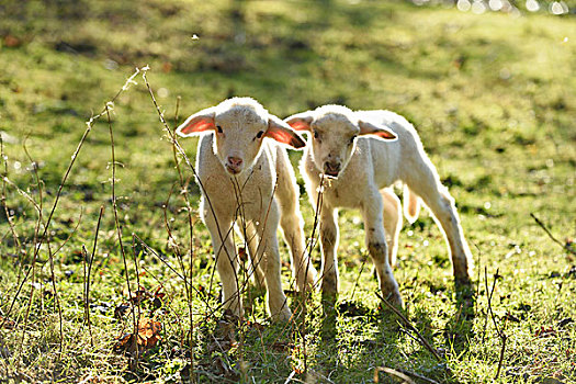 头像,两个,羊羔,绵羊,牧场,春天,普拉蒂纳特,巴伐利亚,德国