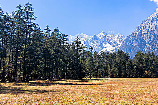 丽江玉龙雪山云杉坪