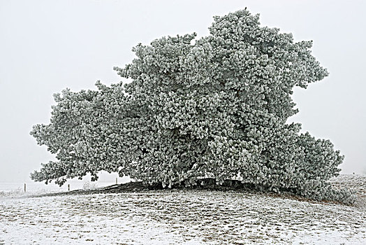 松树,樟子松,白霜,下萨克森,德国,欧洲