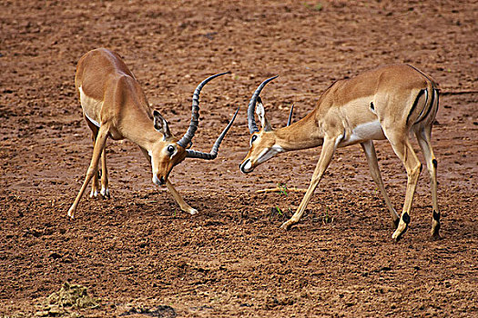 黑斑羚,马赛马拉,公园,肯尼亚