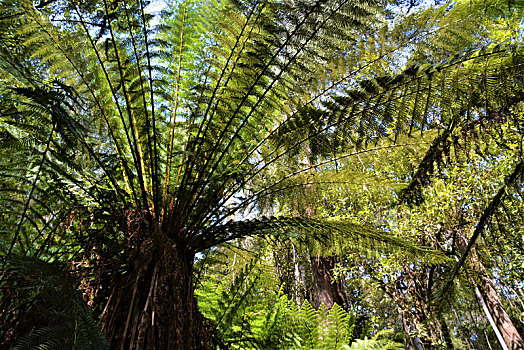 始祖鸟秋叶,银杏,生活方式,植物,世界日落,阳光,上方,湾,侏罗纪海岸