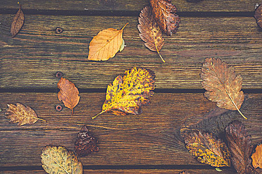 秋天,叶子,木质背景,十月,秋色,橡树,山毛榉树