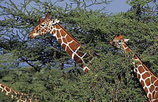 网纹长颈鹿,长颈鹿,公园,肯尼亚