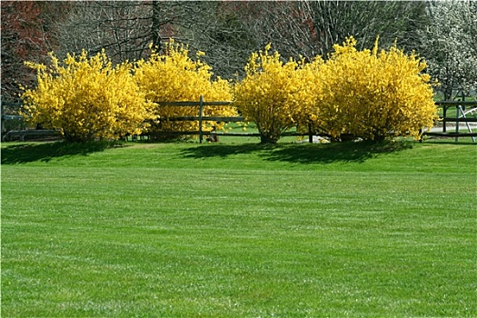 黄色,灌木丛