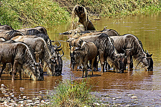 蓝角马,角马,牧群,喝,河,马赛马拉,公园,肯尼亚