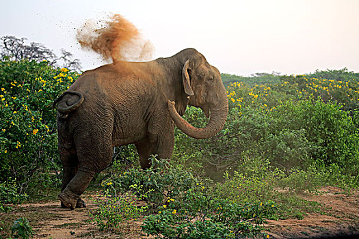 斯里兰卡,大象,象属,成年,雄性,灰尘,浴室,国家公园,亚洲