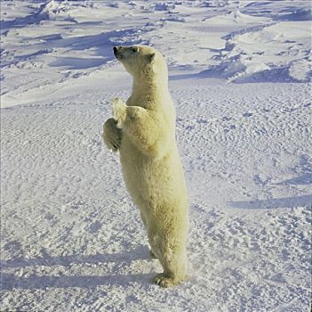 北极熊,站立,邱吉尔角,曼尼托巴,加拿大,冬天