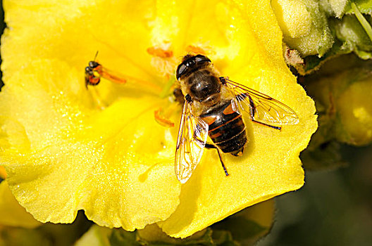 蜜蜂,花,南蒂罗尔,意大利,欧洲