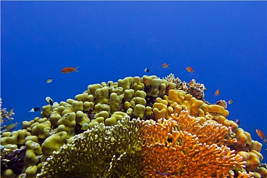漂亮,黄色,硬珊瑚,仰视,红海,埃及,蓝色背景,水,背景