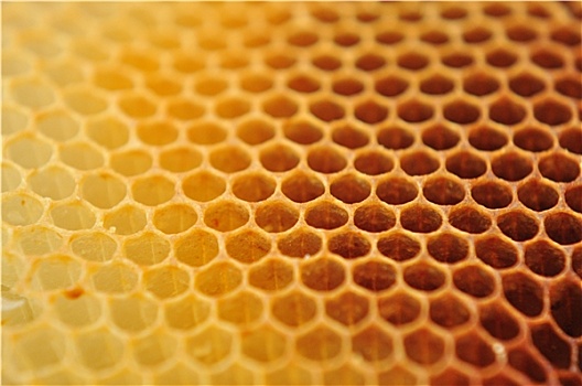 蜜蜂,蜡,粘土