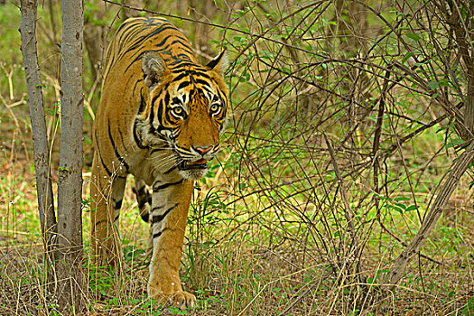 孟加拉虎,虎,树林,拉贾斯坦邦,国家公园,印度,亚洲