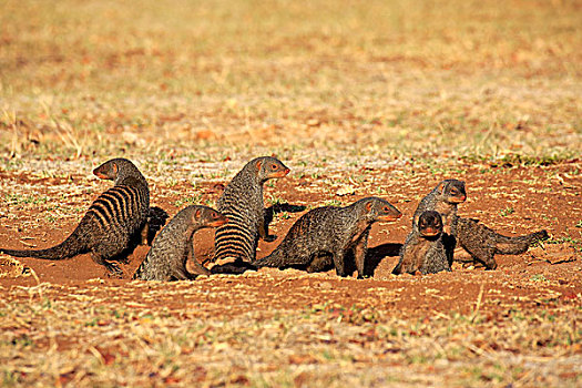 猫鼬,幼仔,窝,克鲁格国家公园,南非,非洲