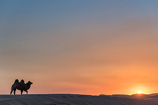 中国内蒙古夕阳下的沙漠骆驼队