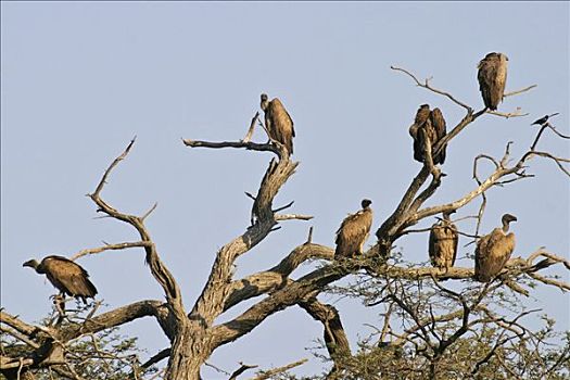 南非兀鹫,干枯河床,河,博茨瓦纳,非洲