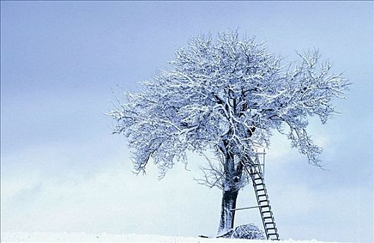 树,雪,冬天,梯子,德国,欧洲