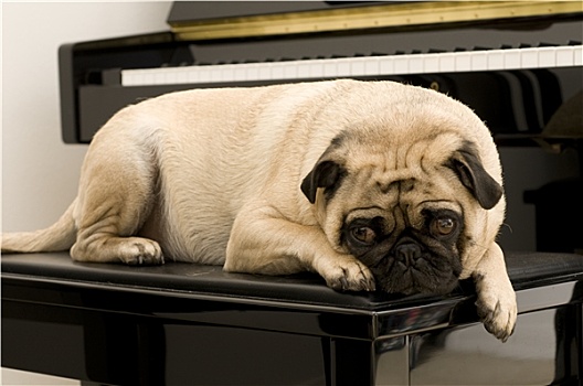哈巴狗,正面,钢琴