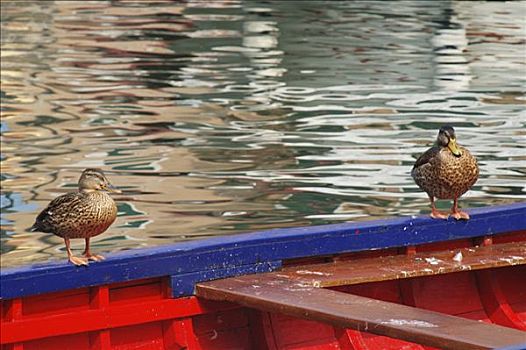 划桨船,加尔达湖,意大利