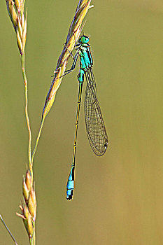 蓝尾蜻蛉,长叶异痣蟌,黑森州,德国,欧洲