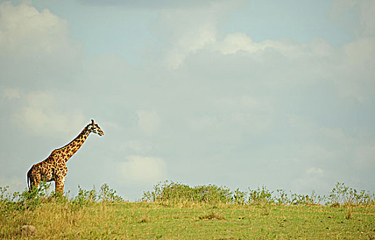 肯尼亚,马赛马拉国家保护区,长颈鹿,大草原