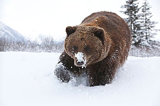 成年,棕熊,走,初雪,阿拉斯加野生动物保护中心,阿拉斯加,冬天,俘获