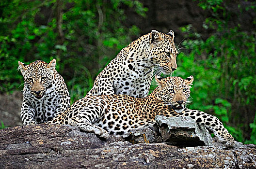 豹,女性,幼兽,博茨瓦纳