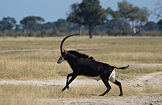 侧面,羚羊,跑,土地,津巴布韦