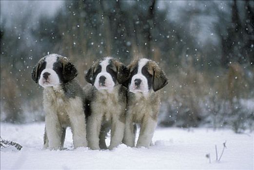 圣伯纳犬,狗,三个,小狗,暴风雪,日本