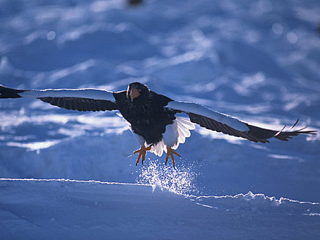雪原,海鹰,起飞