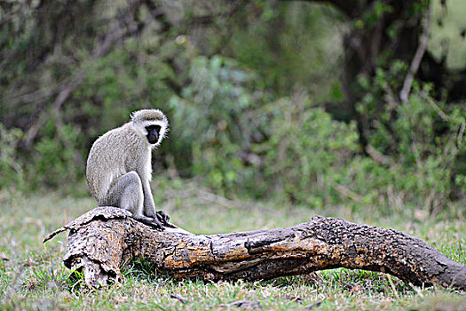 肯尼亚,马赛马拉国家保护区,猴子,长尾黑颚猴,树上,大幅,尺寸