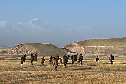 吉尔吉斯斯坦,省,野马,山峦