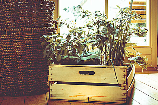 盒子,木头,药草,植物