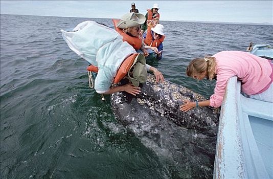 游客,接触,灰鲸,北下加利福尼亚州,墨西哥