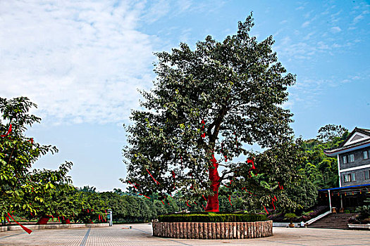 重庆巴南花木世界园林服务区的一棵树