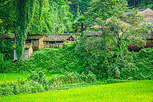 森林与小屋