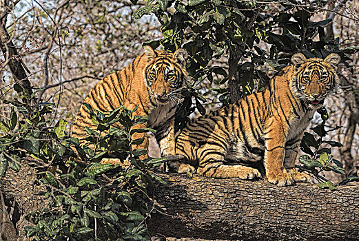 两个,皇家,孟加拉虎,虎,幼兽,坐,树干,树,拉贾斯坦邦,国家公园,印度,亚洲