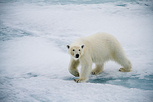 北极熊,海冰,巴芬湾,西部,海岸,格陵兰