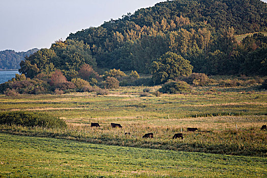 母牛,东南部,吕根,生物保护区,梅克伦堡前波莫瑞州,德国