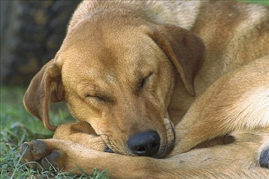家犬,狗,睡觉,拉布拉多犬,混合,阿尔加维,葡萄牙