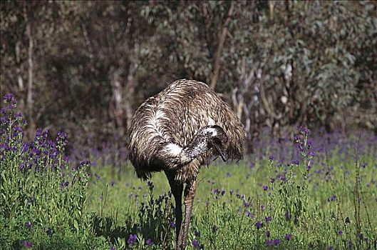鸸鹋,鸟,沃伦邦格尔国家公园,澳大利亚,动物
