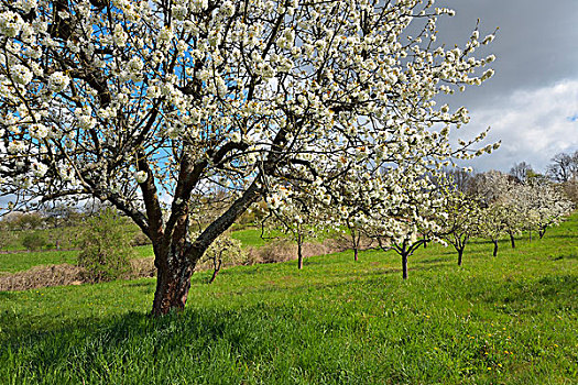 盛开,樱桃树,春天,奥登瓦尔德,巴登符腾堡,德国