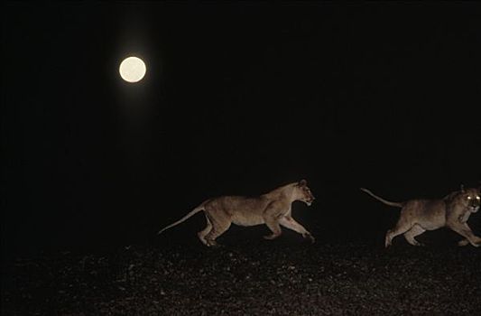 非洲狮,狮子,雌性,月亮,夜晚,塞伦盖蒂国家公园,坦桑尼亚