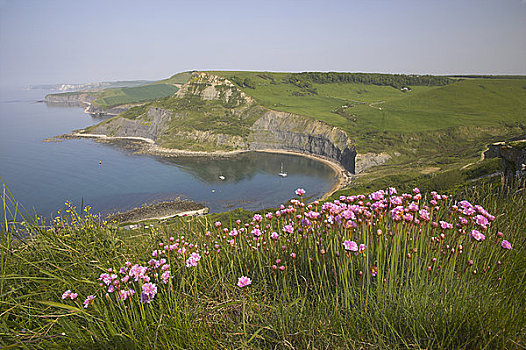 英格兰,水池,海石竹,崖顶,远景