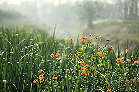 湿地公园植物与花卉