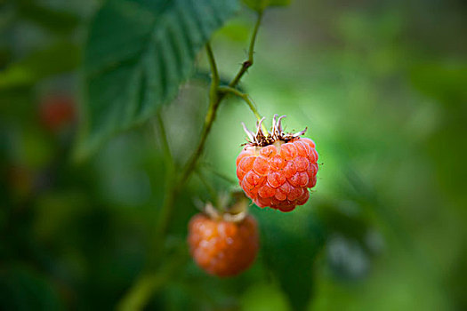 成熟,红色树莓,藤